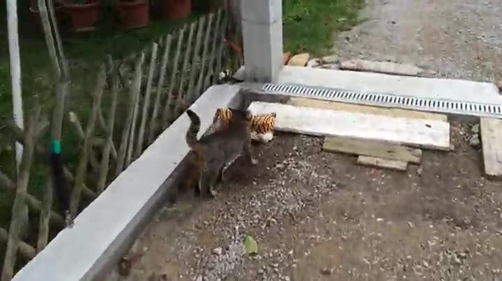Котка показва че е безжалостен ловец дори и срещу плюшена играчка !