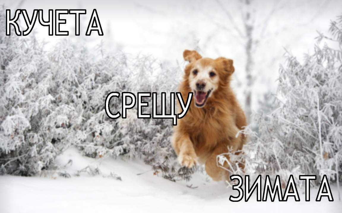 Кучета срещу зимата