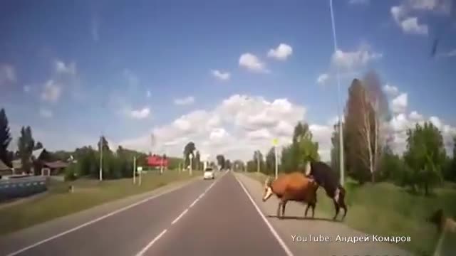 Руснак блъсна крави, правещи cekс