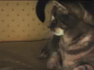 Котката С 1000 Лица - Епизод 1