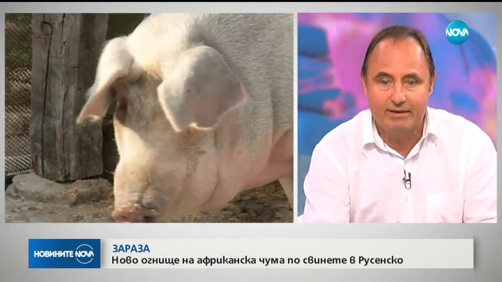 Откриха африканска чума в комплекс със 17 000 свине в Русенско