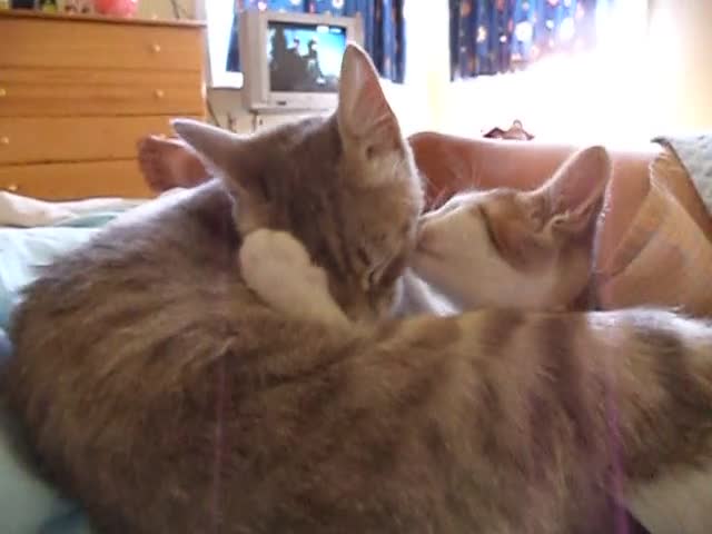 Любовта между котка и малкото и котенце