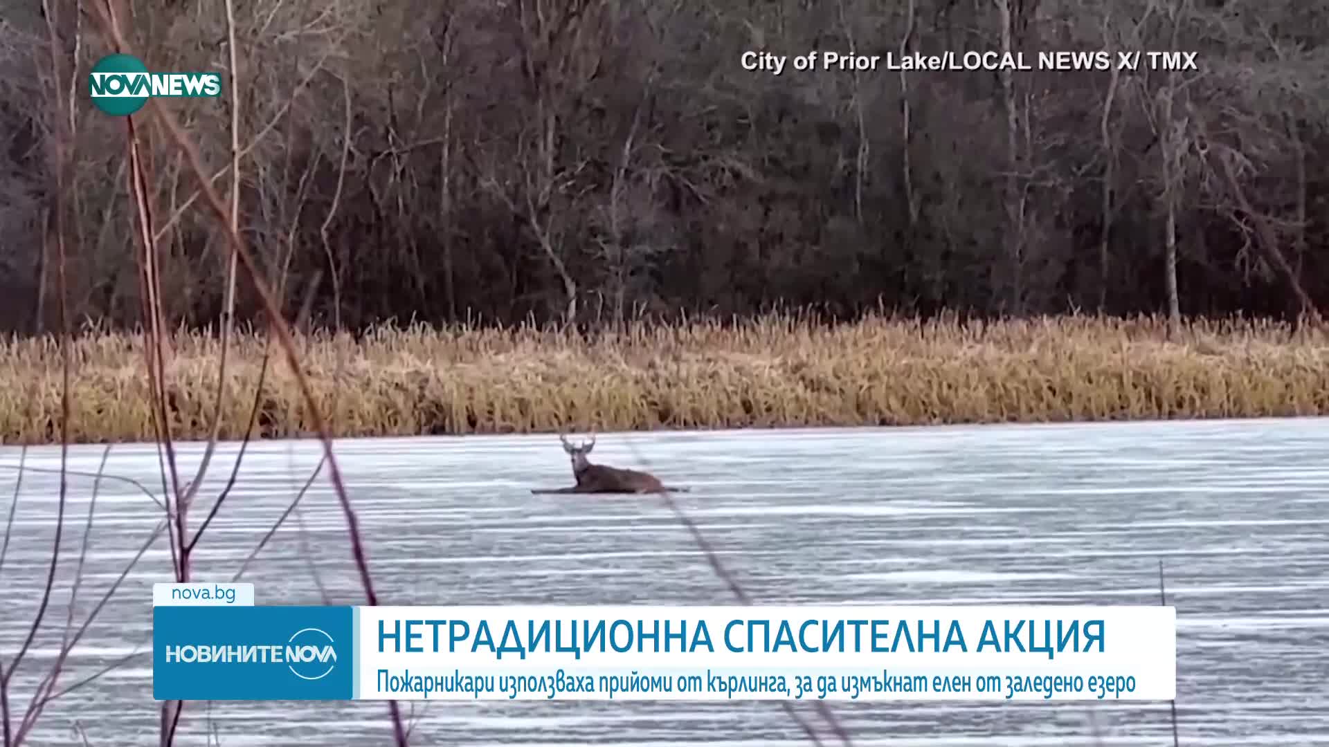 Пълзящи по лед пожарникари спасиха елен в беда (ВИДЕО)