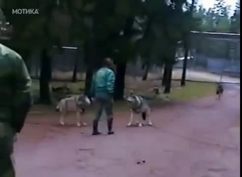 Рускиня показва на вълка кой е шефа