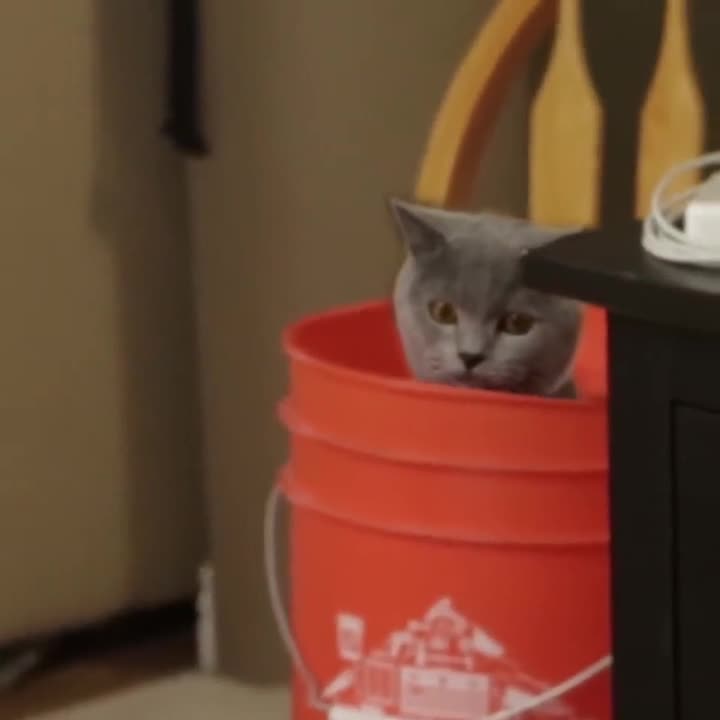 Какво се случва, когато котката ви е сама в кухнята?