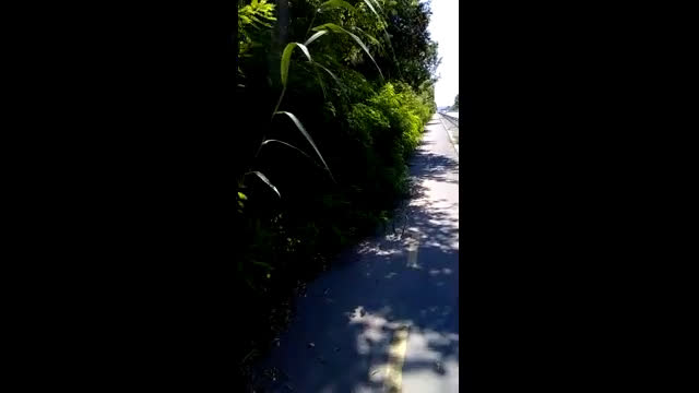 Храстоалеите на Бургас