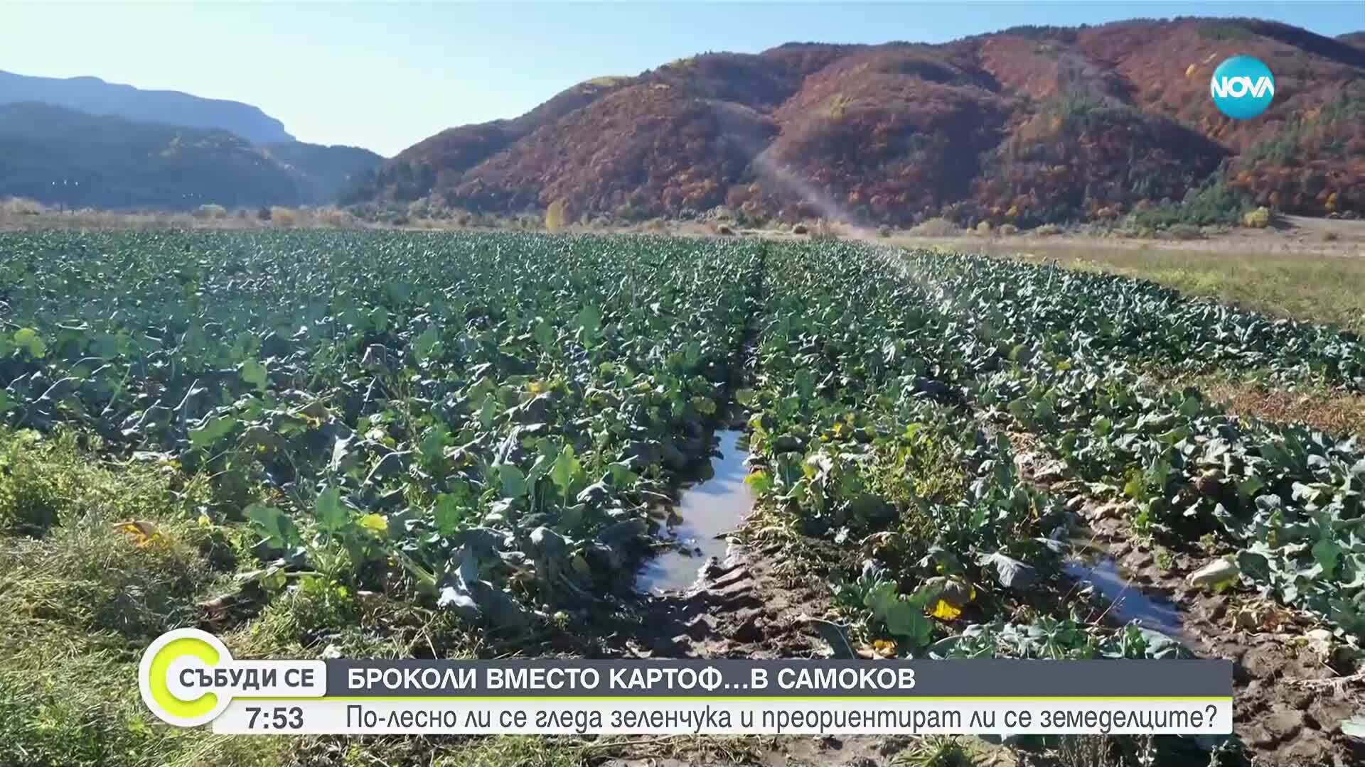 Броколи вместо картофи: Новата земеделска тенденция у нас