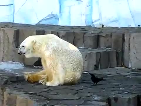 Гарван се дразни с полярна мечка