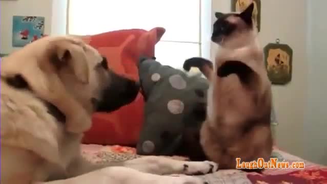 Котка показва видни боксови умения на куче - смях
