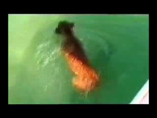 Куче Атакува Риба