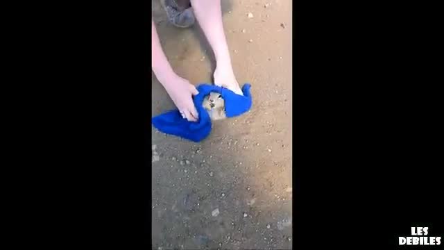 Жена спасява малко заклещено прерийно куче на пътя!