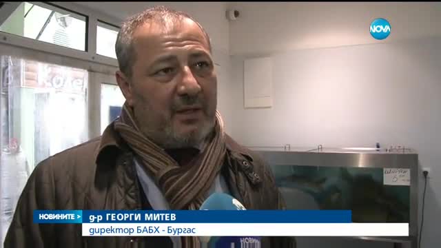 ПРЕДИ НИКУЛДЕН: Масови проверки на рибни борси и тържища