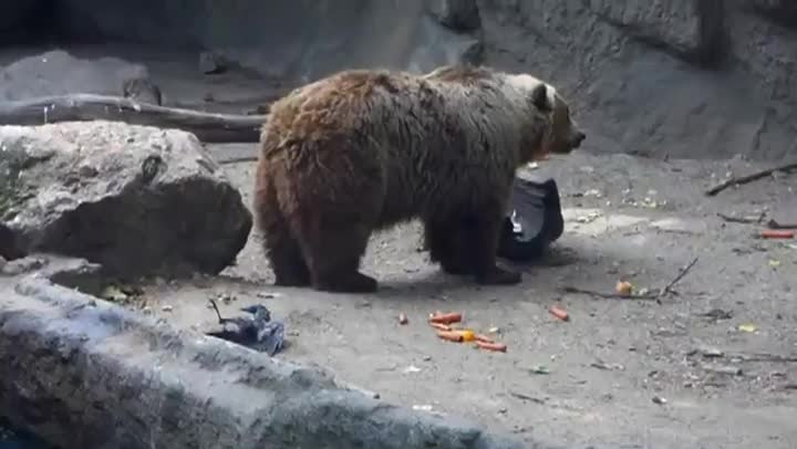 Мечка спасява врана от удавяне !