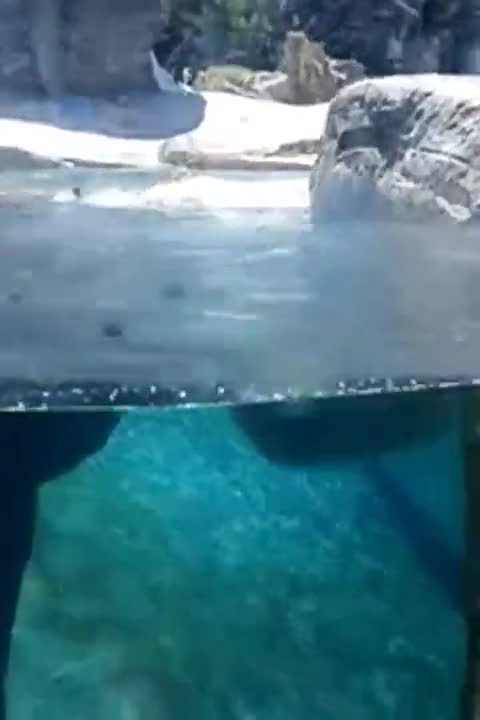 Полярна мечка си тренира баскетбол под водата