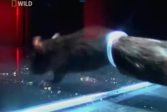 От къде може да премине един плъх !!!