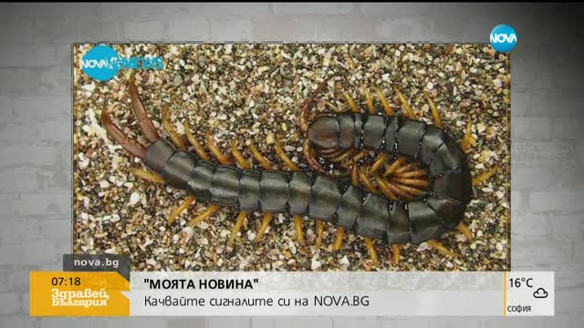 В „Моята новина”: Канабис на детска площадка