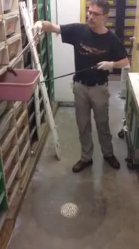 Ето как мъж ловко храни отровни змии в терариум