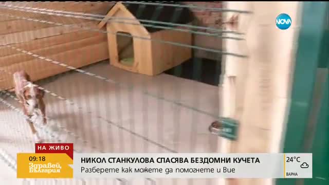 Как Никол Станкулова спасява и помага на бездомни кучета?