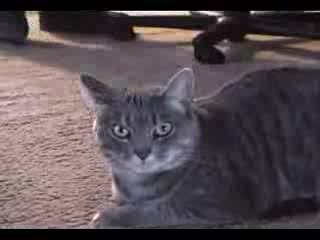 Смях На Луда Котка
