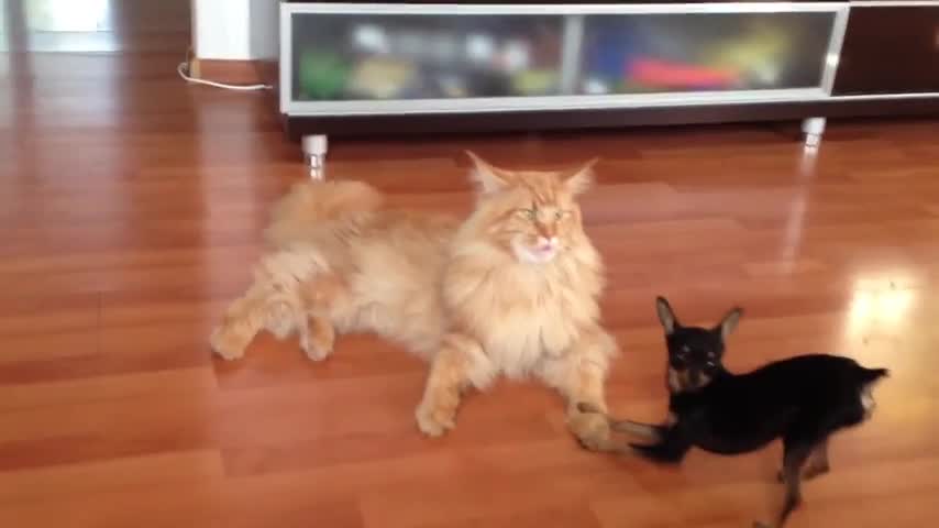 Досаден Пинчер се закача с Котка