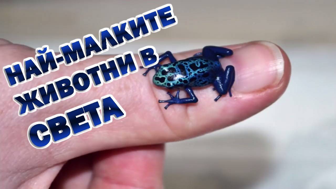 Най-малките животни в света с удивителни размери!