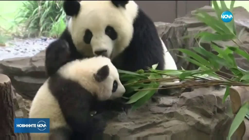 Показаха пандите от берлинския зоопарк за първи път пред публика