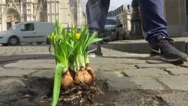 ЦВЕТЕН ПРОТЕСТ: Мъж "ремонтира" дупки по улиците с цветя