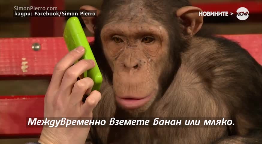 Какво се случва, когато шимпанзе срещне магьосник?