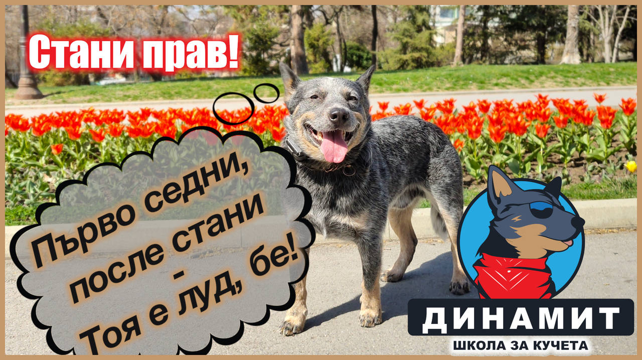 Научете кучето на "Стани"!