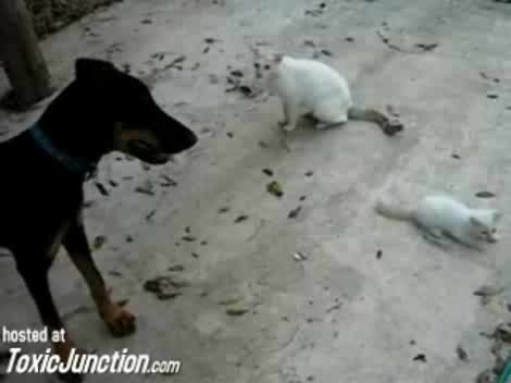Котка защитава бебе коте от доберман
