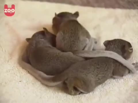 Коте храни и се грижи за 3 малки катерички!