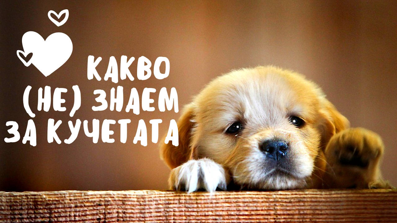 Какво (не) знаем за кучетата
