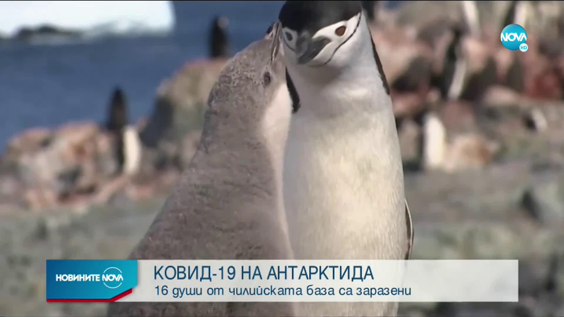 Коронавирусът стигна и до Антарктида
