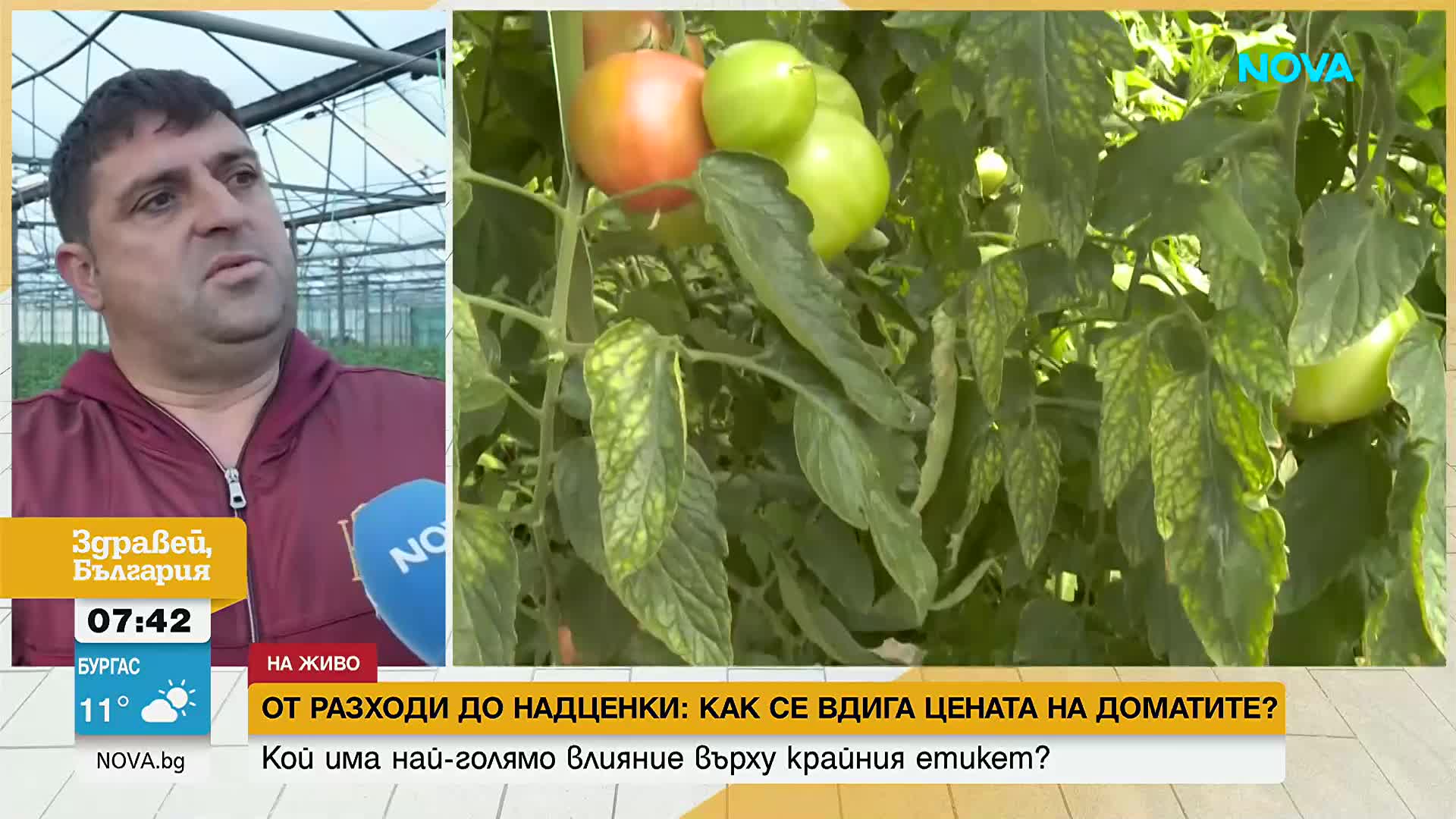 От оранжерията до щанда: Защо доматите са все по-скъпи?