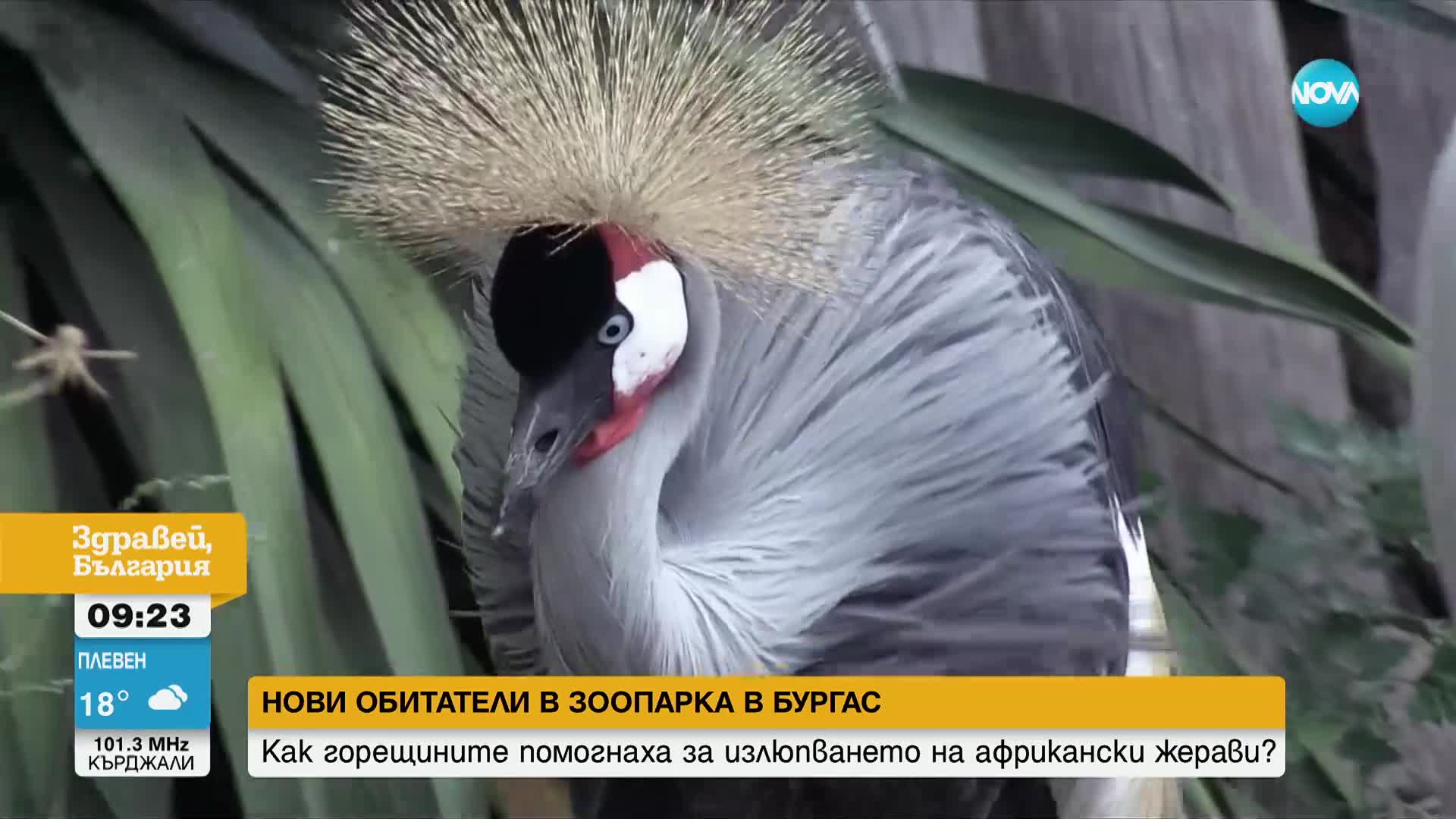 Бебета жерави са най-новите питомци в зоопарка в Бургас