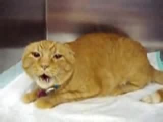 Котка Извън Нерви