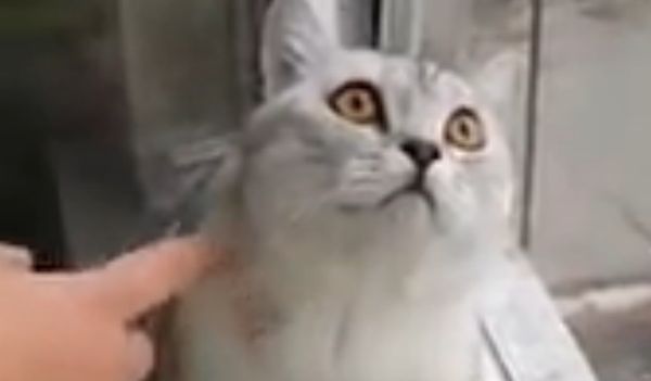 Котка - непукист