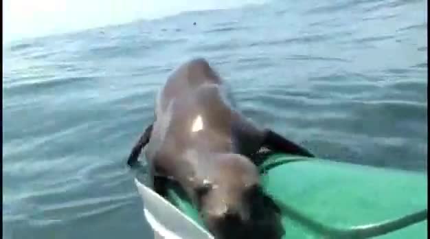 Непоканеният морски гост,супер нахалник! Смях!