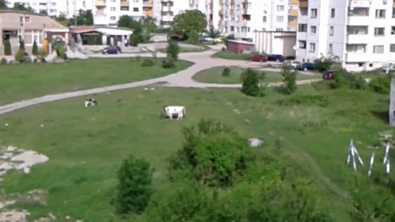 "Моята новина": Нашите съжители