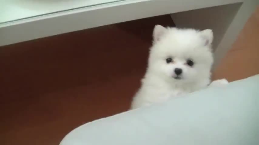 Супер сладкото кученце Puppy иска пица