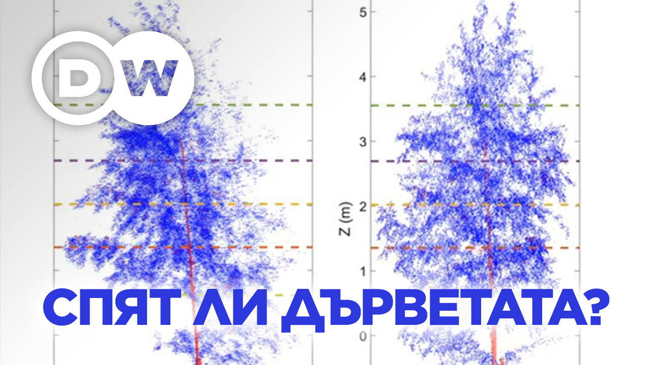 Спят ли дърветата?