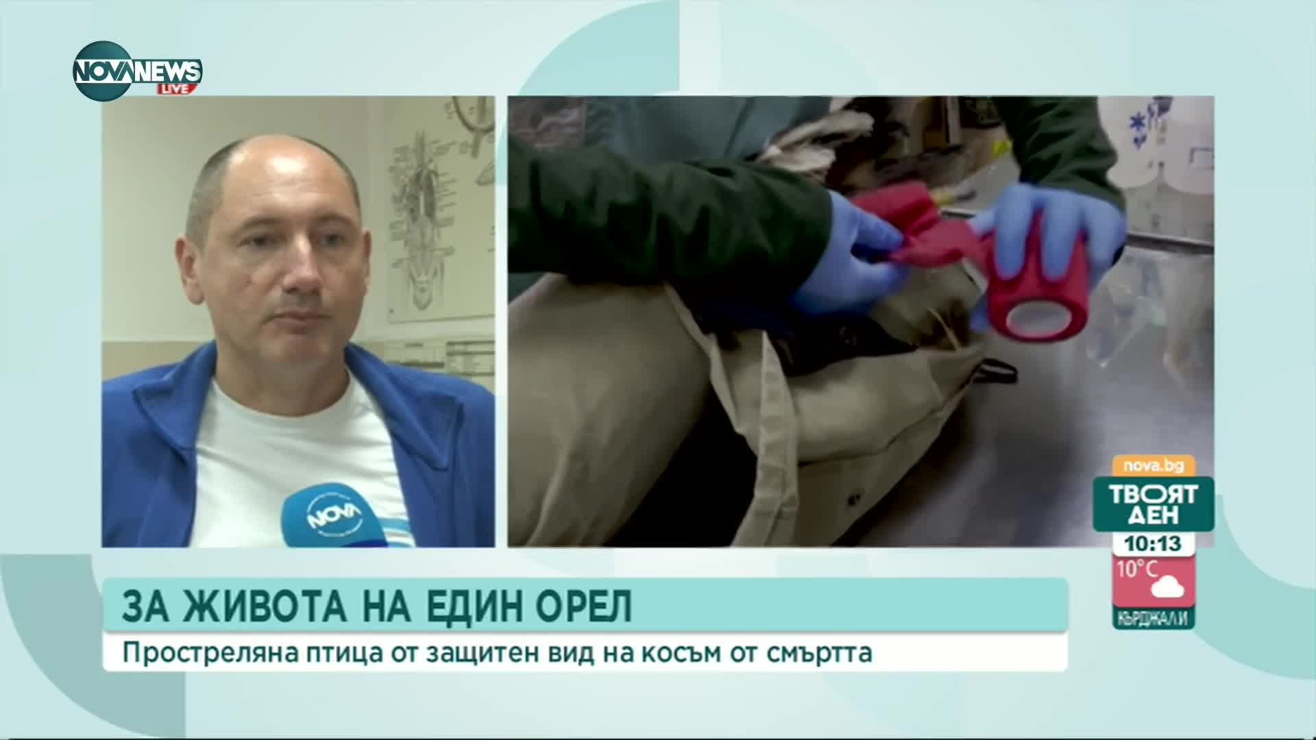 Какво е състоянието на простреляния царски орел в Ямболско