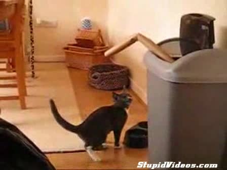 Котка Боксьор