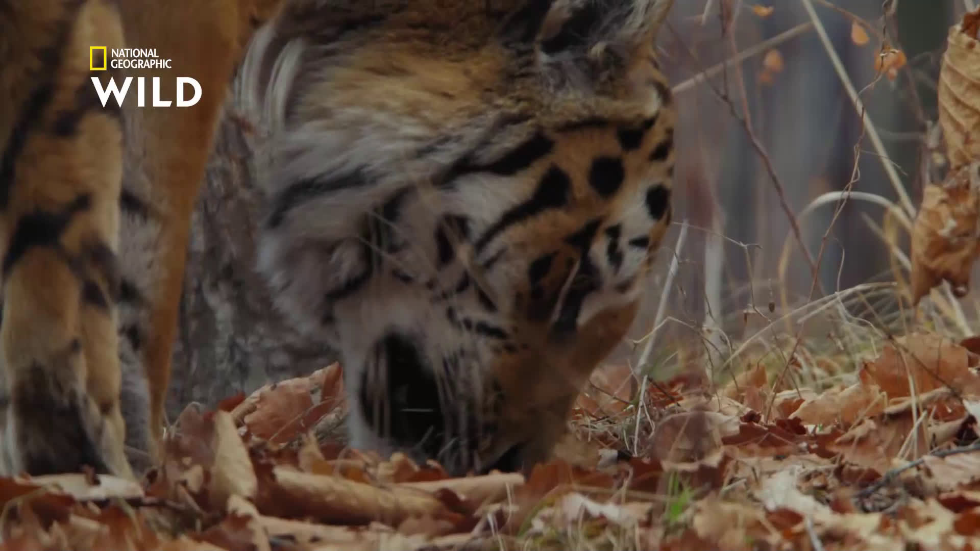 Как се чифтосват сибирските тигри