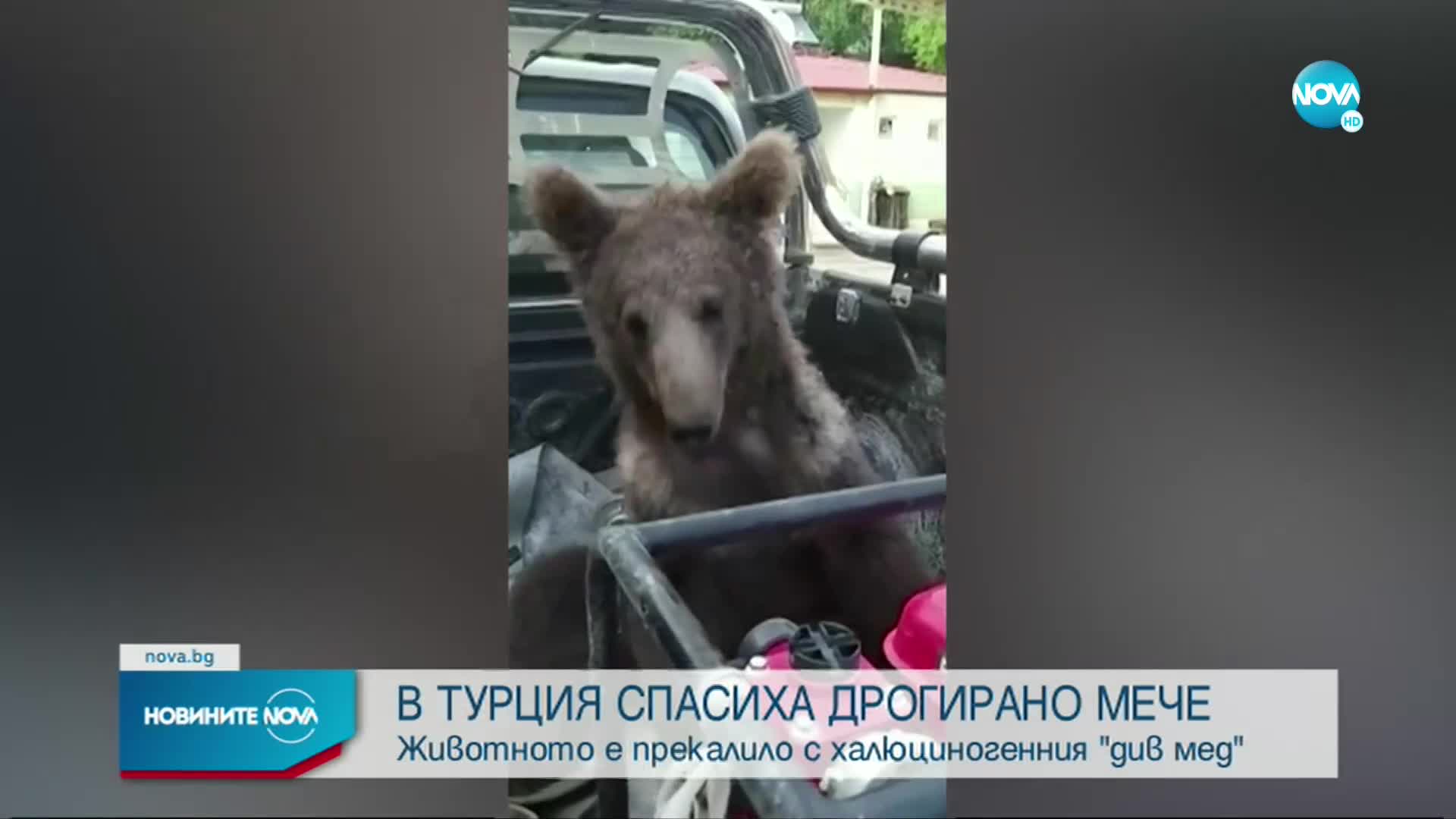 Спасиха мече, дрогирало се с "див мед"