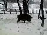Териер Срещу Прасе / Гатер /