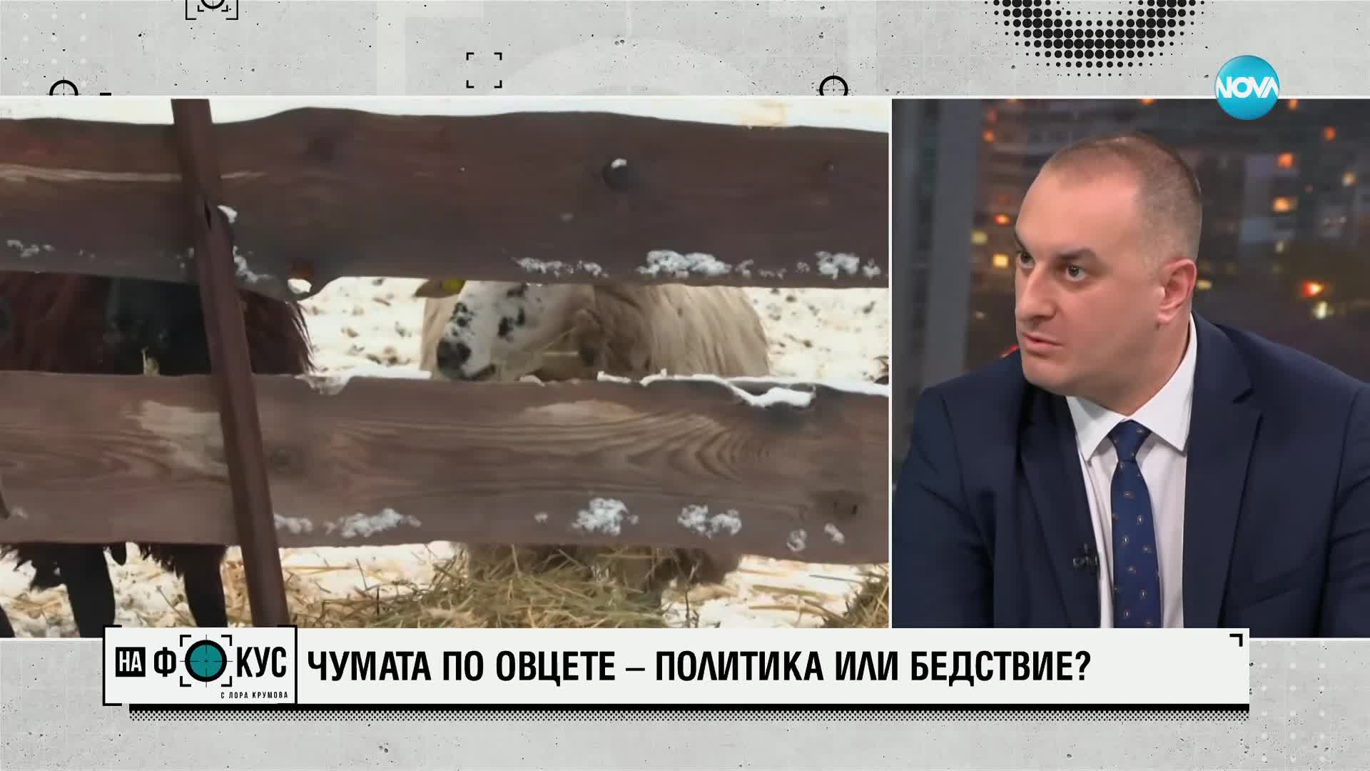 Зам.-министърът на земеделието: Над 700 000 лева е обезщетението за стадото, което ще бъде евтаназирано
