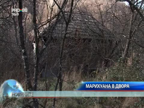 Да си отглеждаш марихуана в двора 