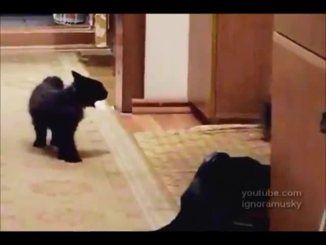 Малко коте плаши шефа в къщата