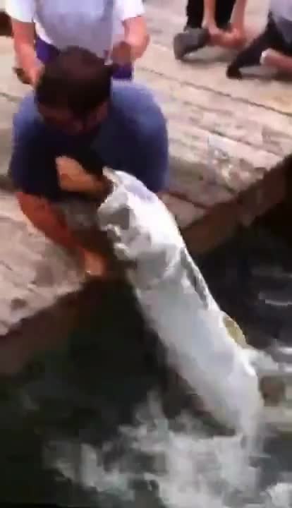 Гигантска риба сграбчи ръката на мъж
